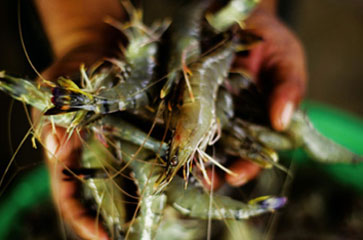The Shrimp in Your Scampi Are Still Being Caught By Burmese Slaves
